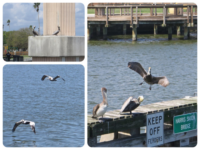 Pelicans! Almost as much fun to watch as dolphins, and certainly easier to photograph.