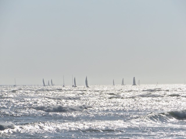 Sailboats competing in Race Week in St. Augustine. We could see them from the beach.