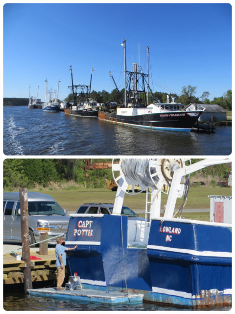 The big fishing boats at RE Mayo. "Cape Potter" is getting his named re-painted.