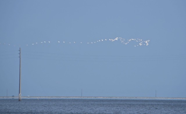 My favorite bird sight of the day was this ribbon of birds flying about.