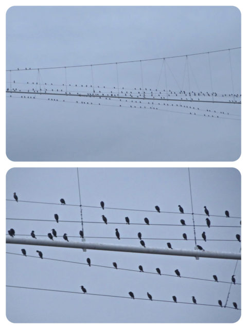 The odd looking specks on the high wires become birds as we slip below. Brings to mind, "Bird on the Wire by Leonard Cohen, 1969.