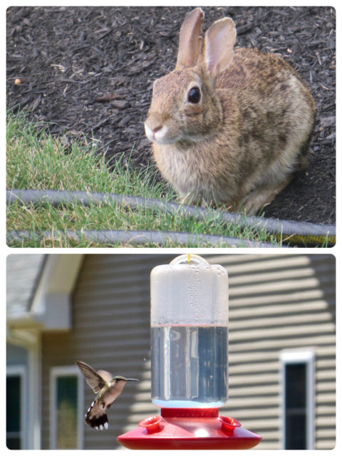 The wildlife around here is somewhat tame -- Bunnies and birds. The bunny watched Al working in the driveway. We were thrilled to have a hummingbird visit our little (Ocean State Job Lot) feeder. 