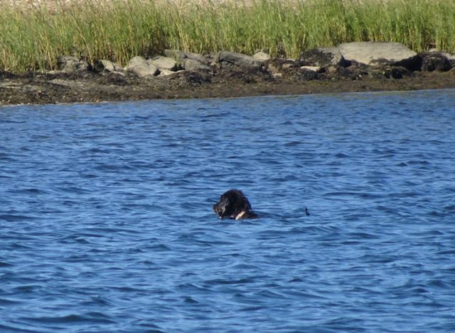 A black lab swimming in the anchorage. Not so wild, but certainly in the water.