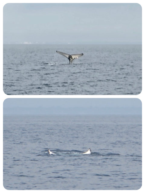 Two still shots of the whale's tail.