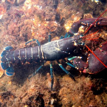 About Homarus Americanus…. The American Lobster